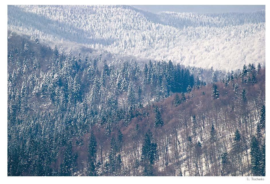 Татарів з panoramio.com - Татаров