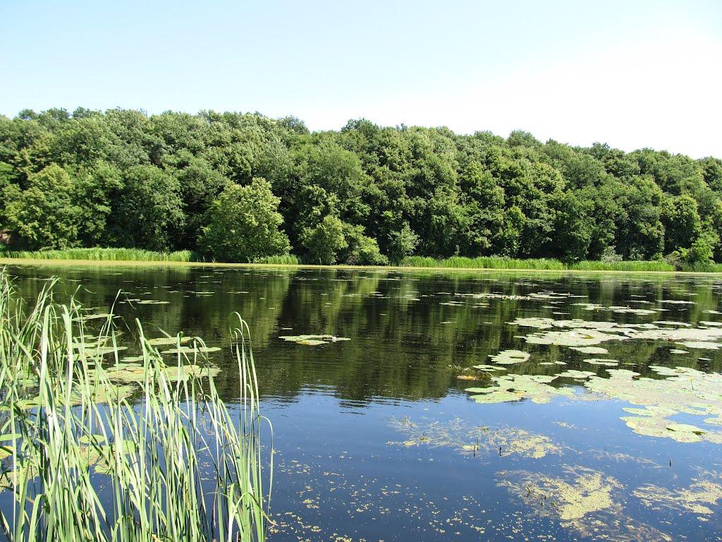 Липа з panoramio.com - Липа