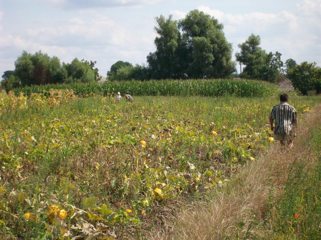 Стара Гута з panoramio.com - Старая Гута