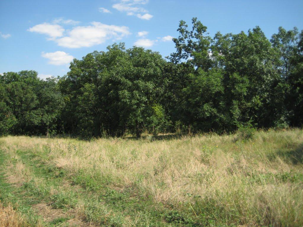 Інгулка з panoramio.com - Ингулка