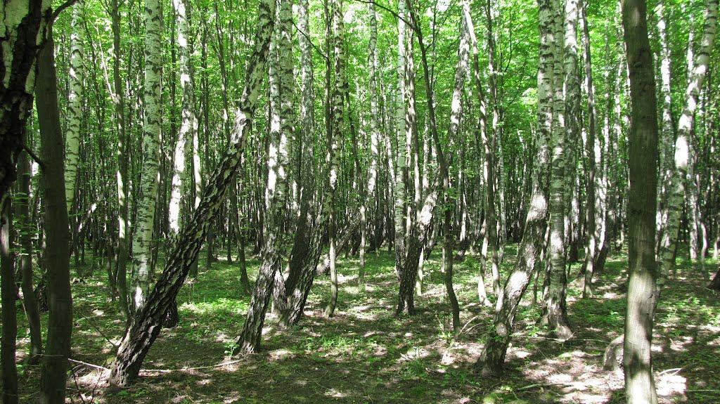 Потереба з panoramio.com - Потереба