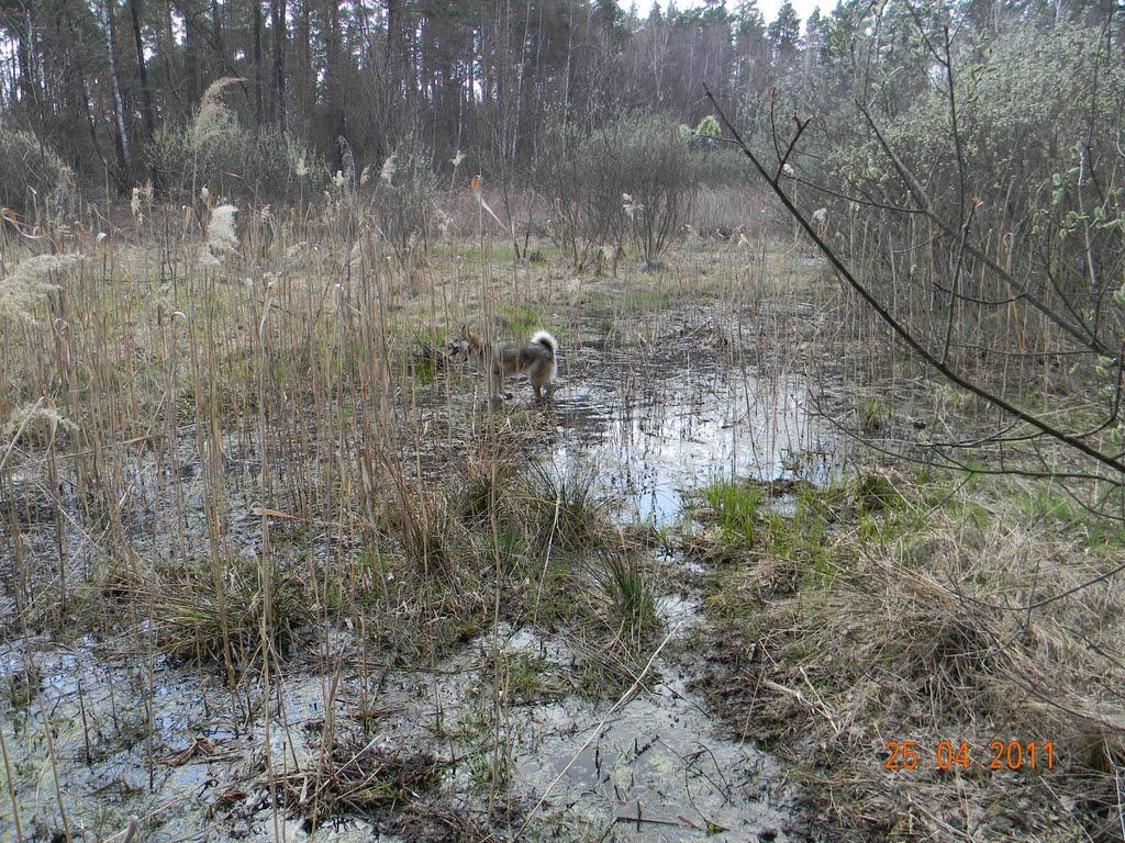 Лебедин з panoramio.com - Лебедин