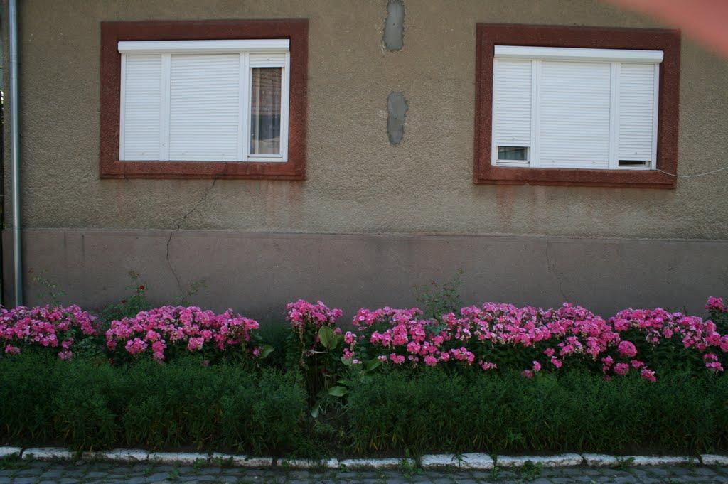 Тячів з panoramio.com - Тячев