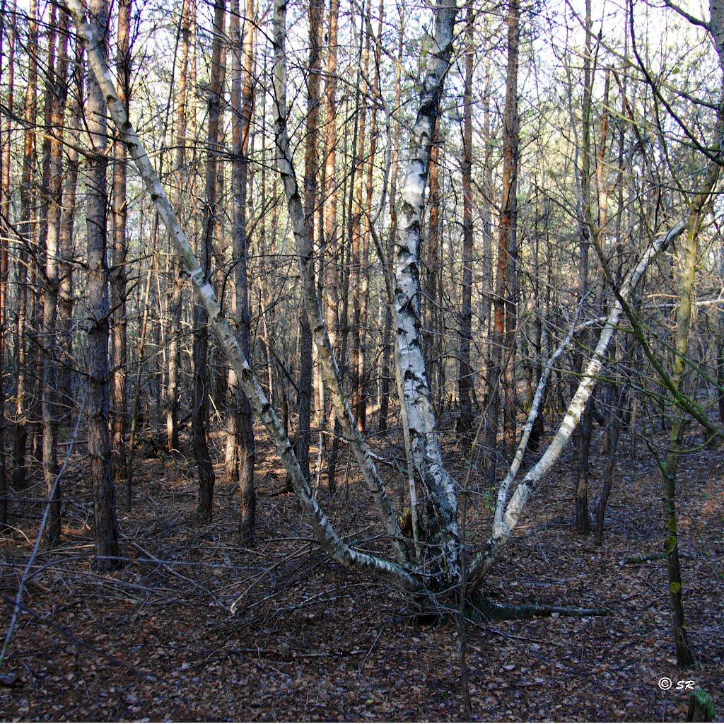 Могилів з panoramio.com - Могилев
