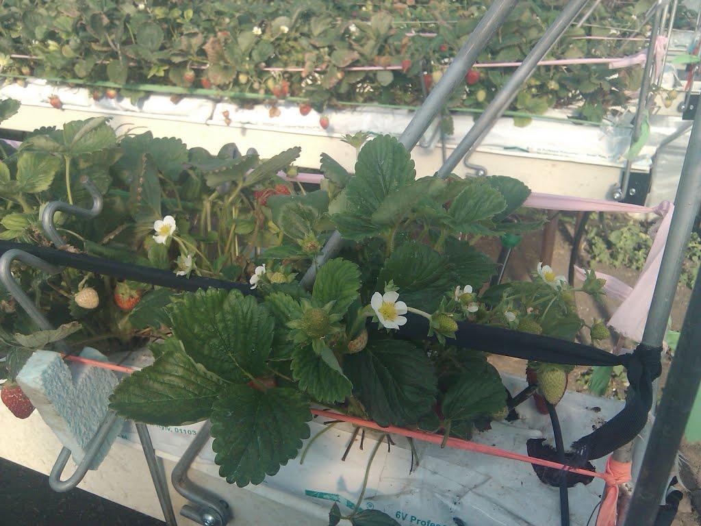 Руська Лозова з panoramio.com - Руська Лозова