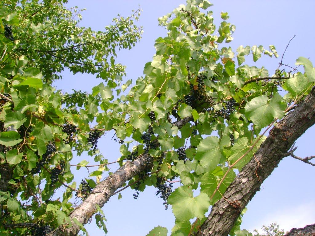 Малоіванівка з panoramio.com - Малоіванівка