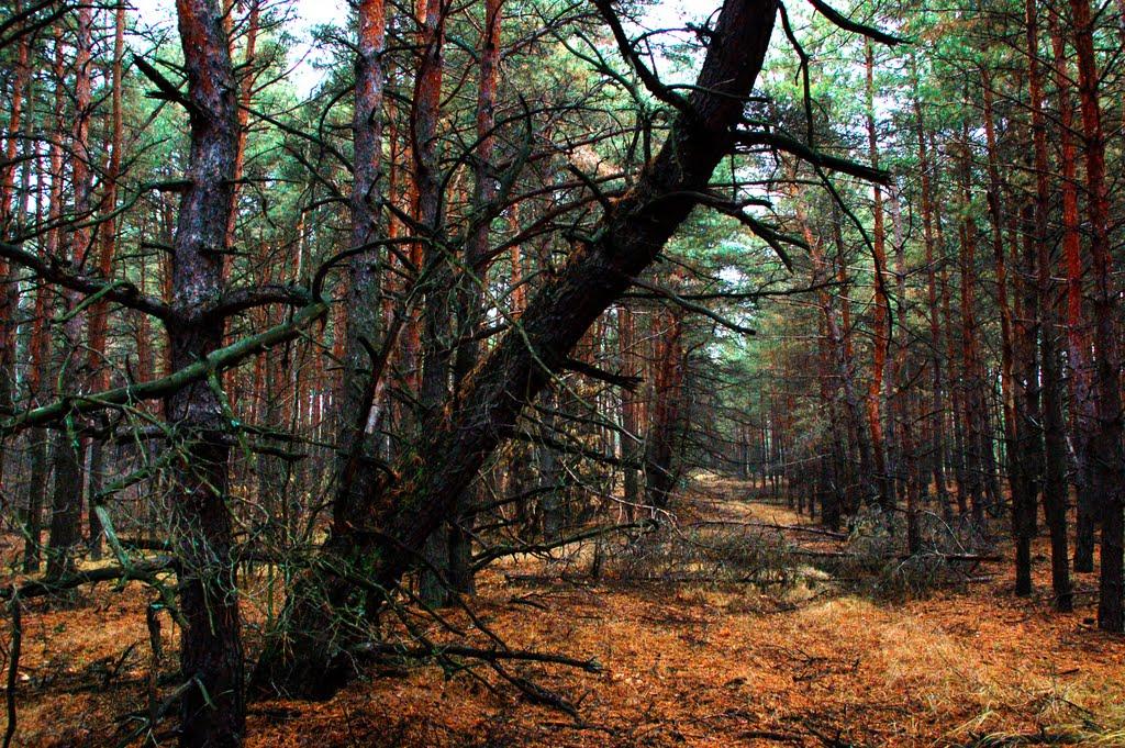 Пологи-Низ з panoramio.com - Пологи-Низ