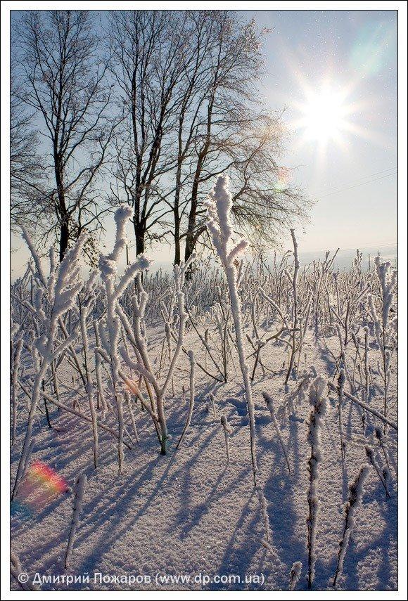 Липці з panoramio.com - Липці