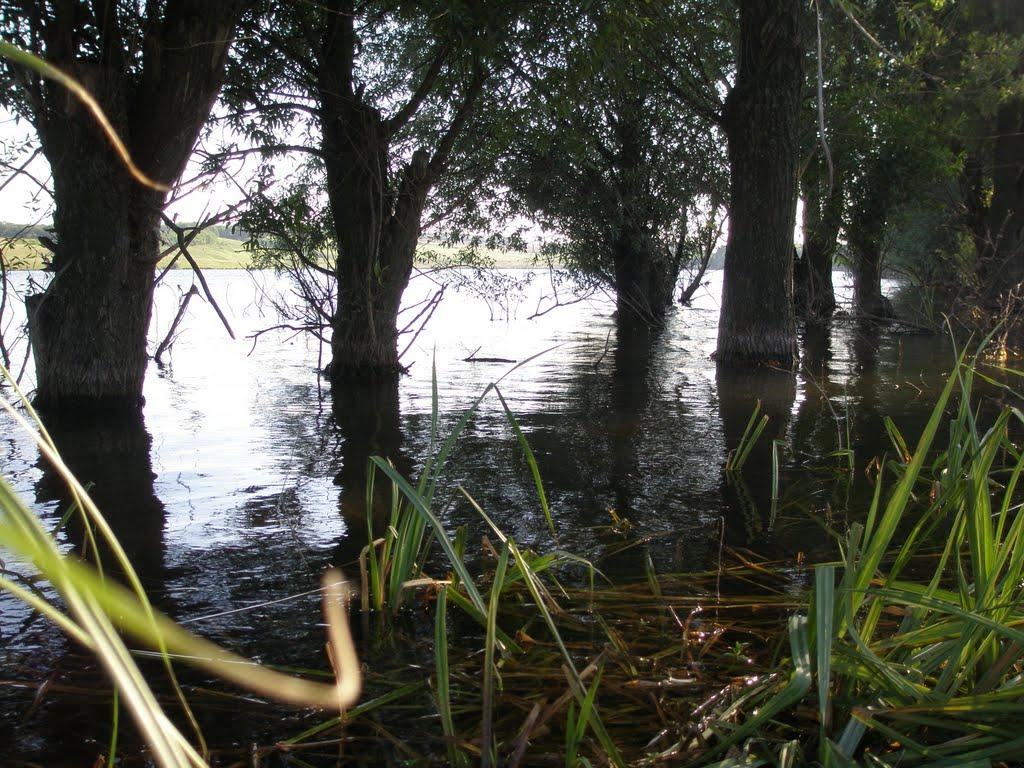 Комишуваха з panoramio.com - Комишуваха