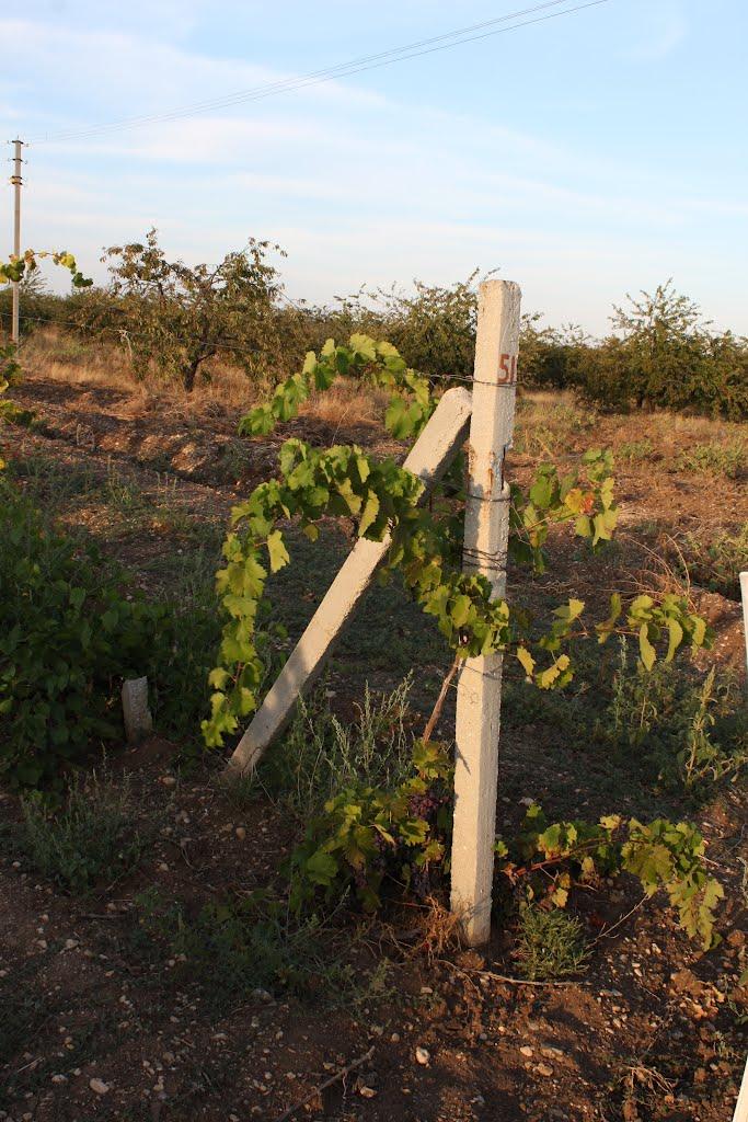 Андріївка з panoramio.com - Андріївка