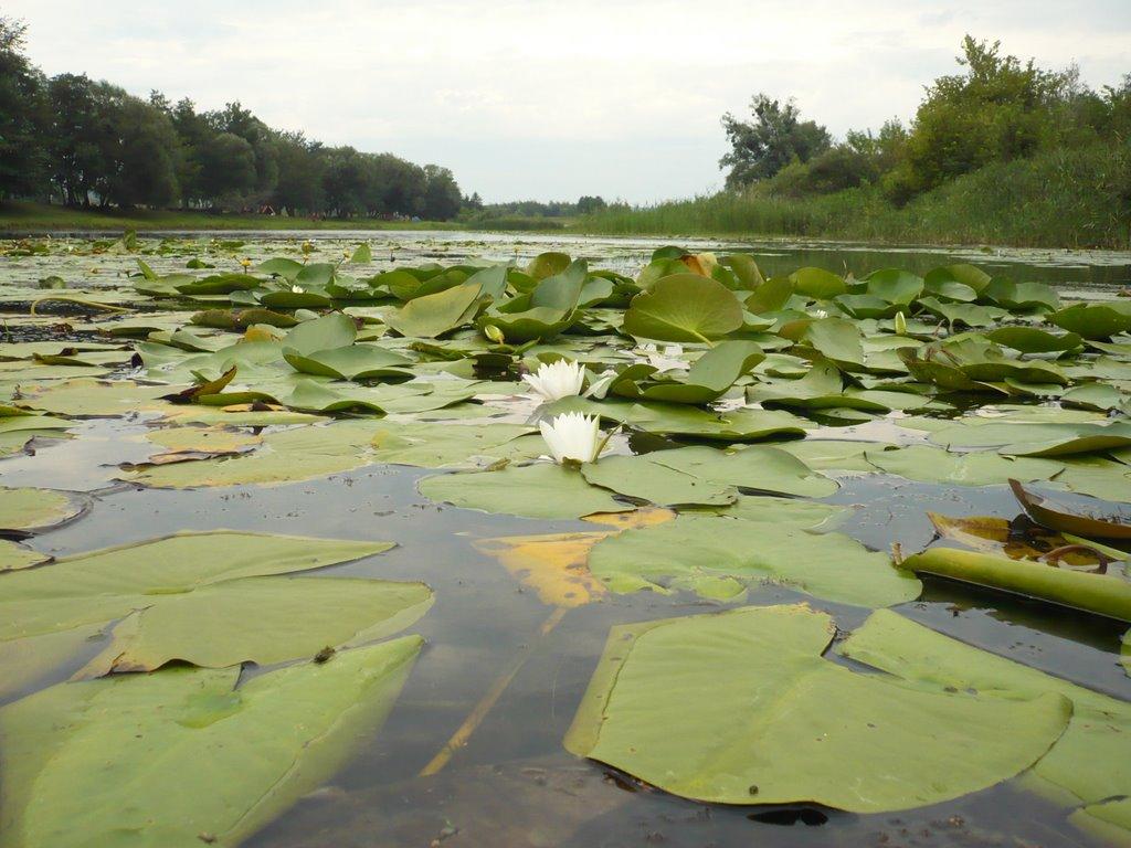 Риботень з panoramio.com - Рыботень