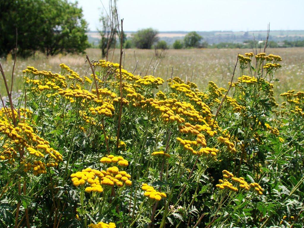 Червоногірка з panoramio.com - Червоногорка