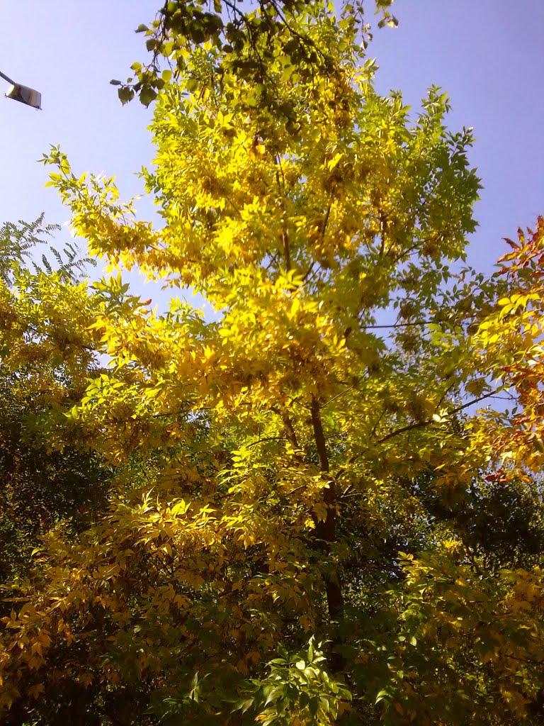 Гола Пристань з panoramio.com - Голая Пристань