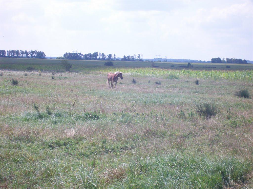 Стара Гута з panoramio.com - Стара Гута