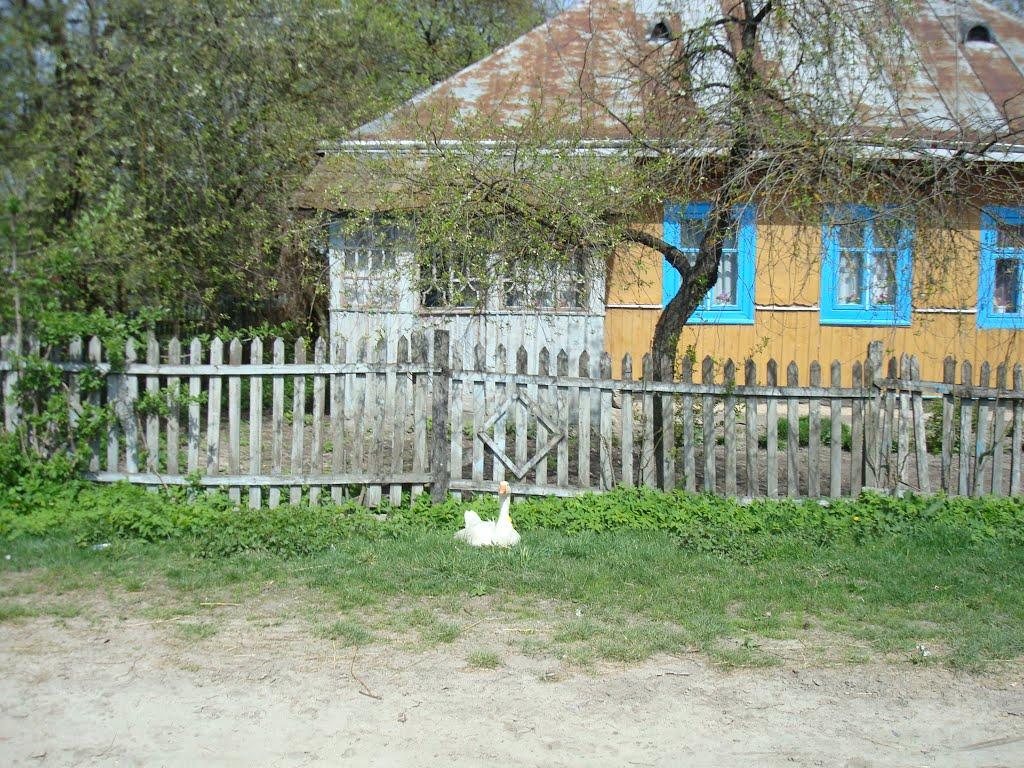 Дроздні з panoramio.com - Дроздни
