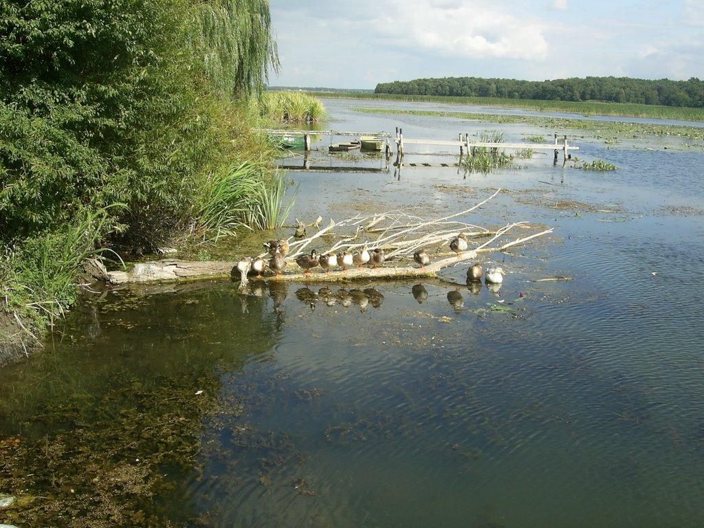 Липа з panoramio.com - Липа