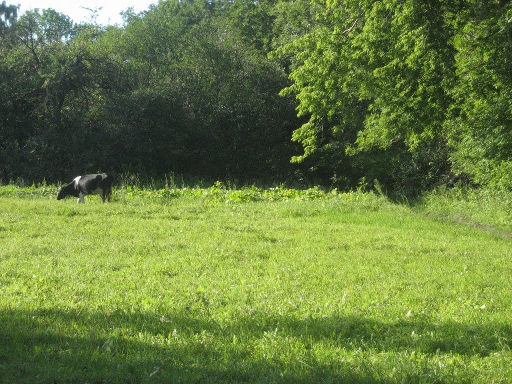 Щурівчики з panoramio.com - Щуровчики