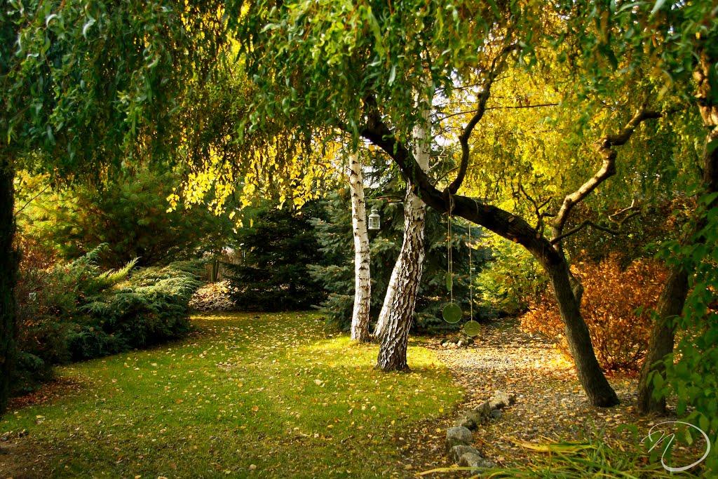 Циків з panoramio.com - Цыков