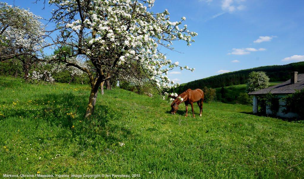 Маркова з panoramio.com - Маркова