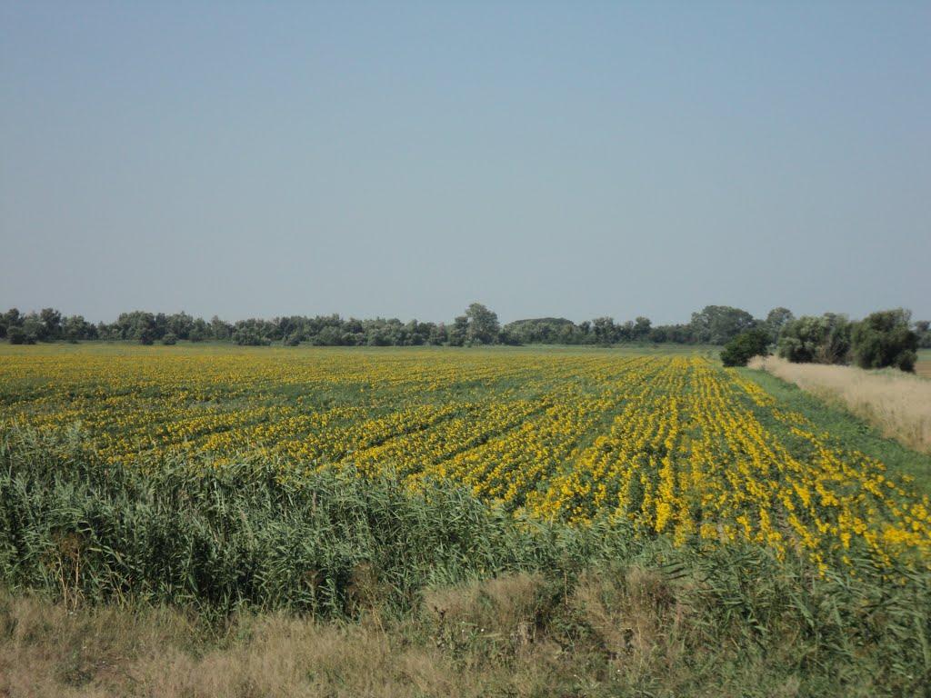 Василівка з panoramio.com - Васильевка