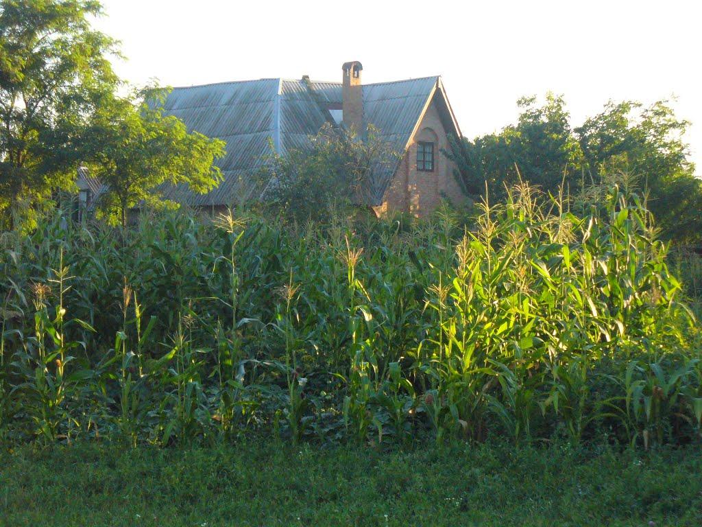 Нова Басань з panoramio.com - Нова Басань