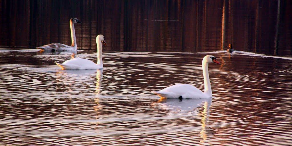 Поромівка з panoramio.com - Поромівка