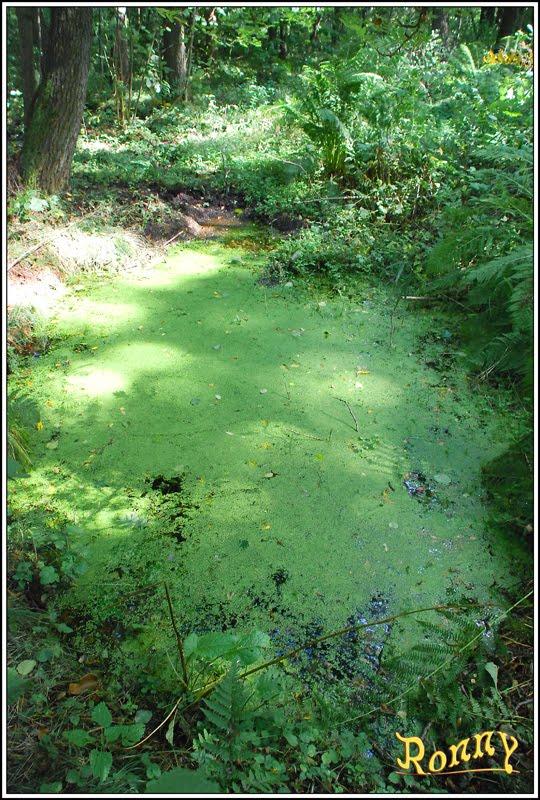 Поромівка з panoramio.com