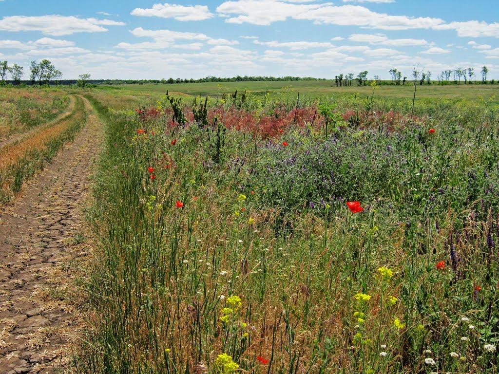 Братсько-Семенівка з panoramio.com - Братско-Семеновка