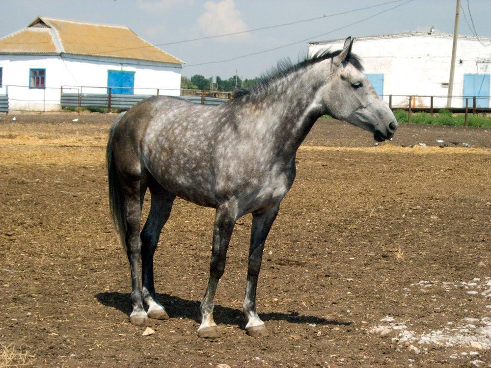 Мангуш з panoramio.com - Мангуш