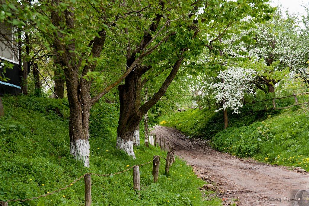 Башківці з panoramio.com - Bashkivtsi