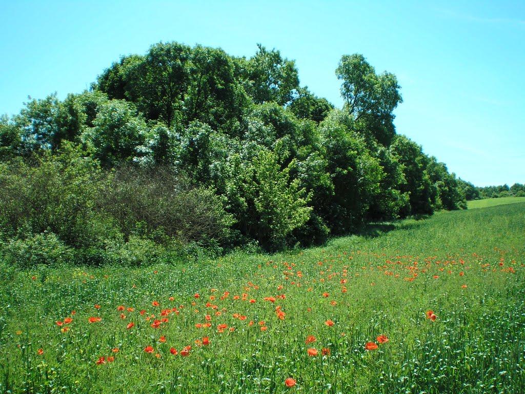 Махаринці з panoramio.com - Махаринцы