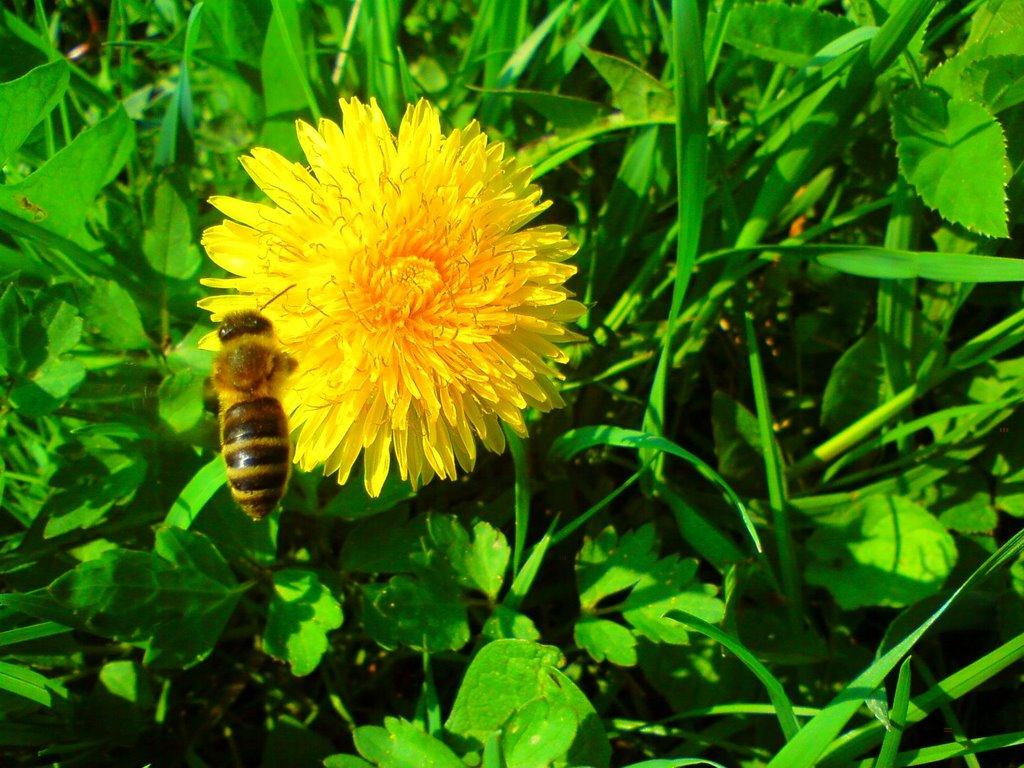 Вилок з panoramio.com - Вилок