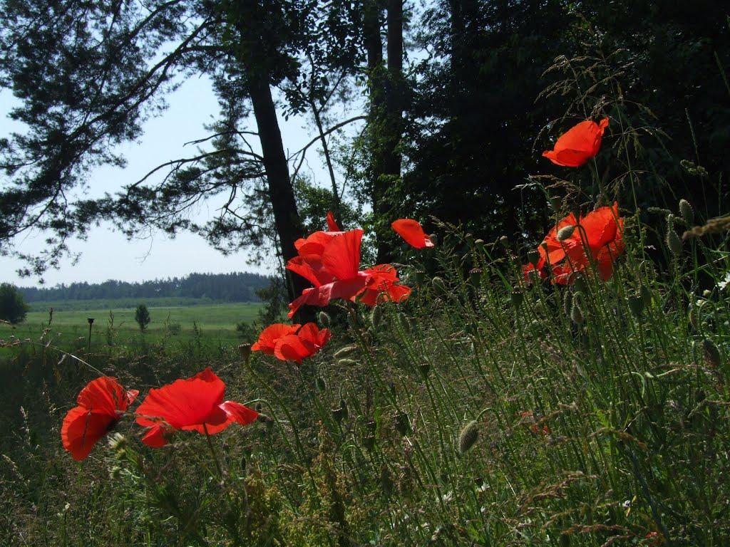 Ковалі з panoramio.com - Ковалі