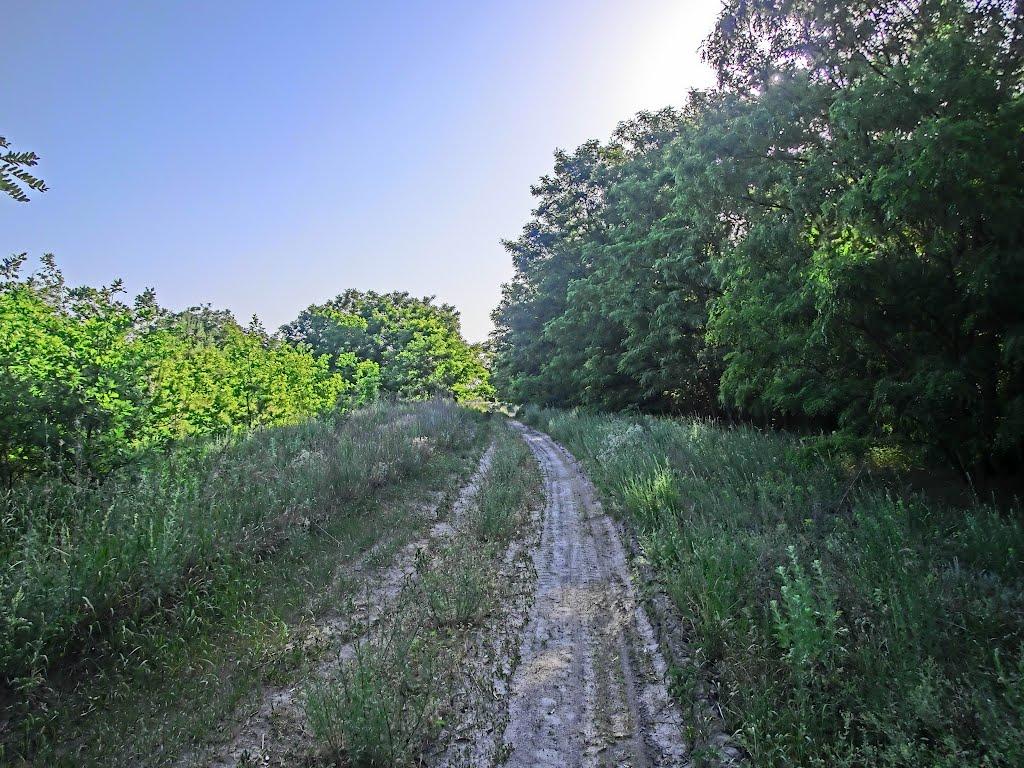 Пустельникове з panoramio.com - Пустельникове