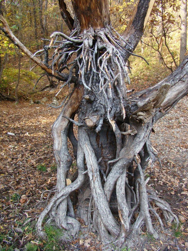 Баланове з panoramio.com - Баланове