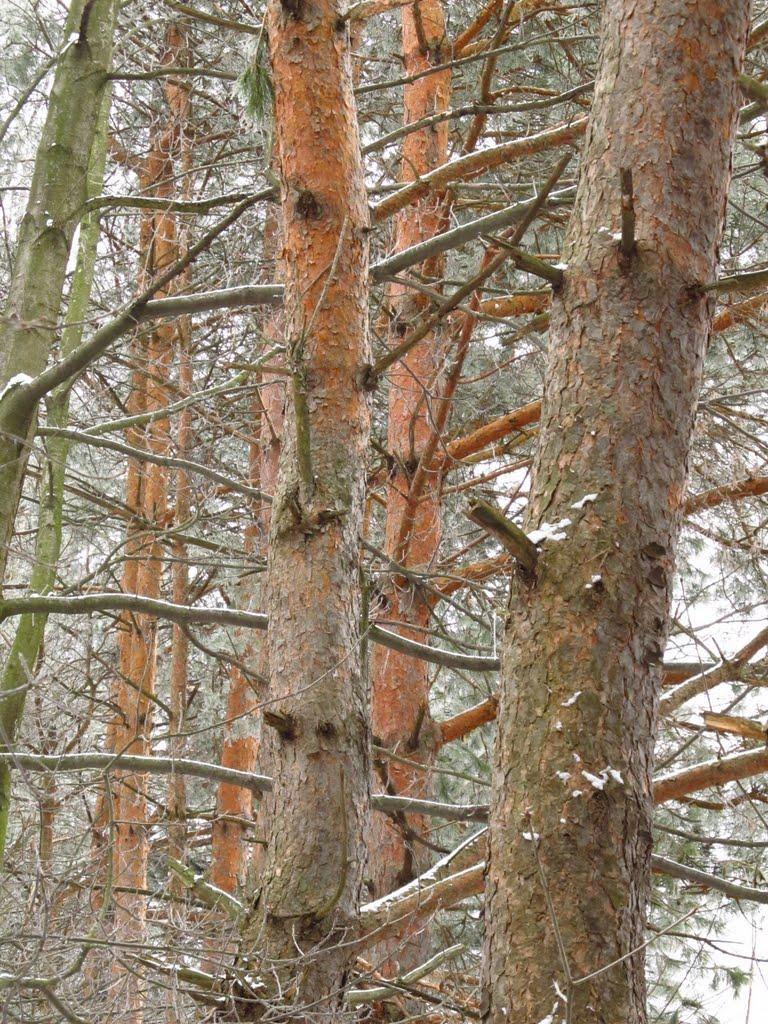 Солотвин з panoramio.com - Солотвин