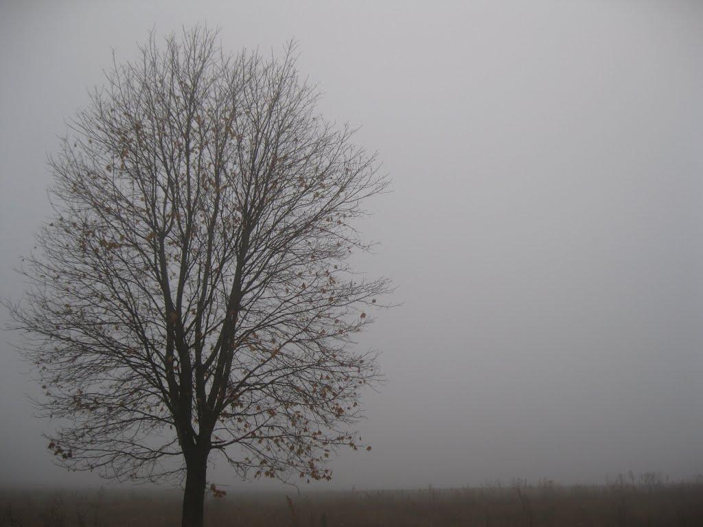 Василе-Устимівка з panoramio.com - Василе-Устимівка