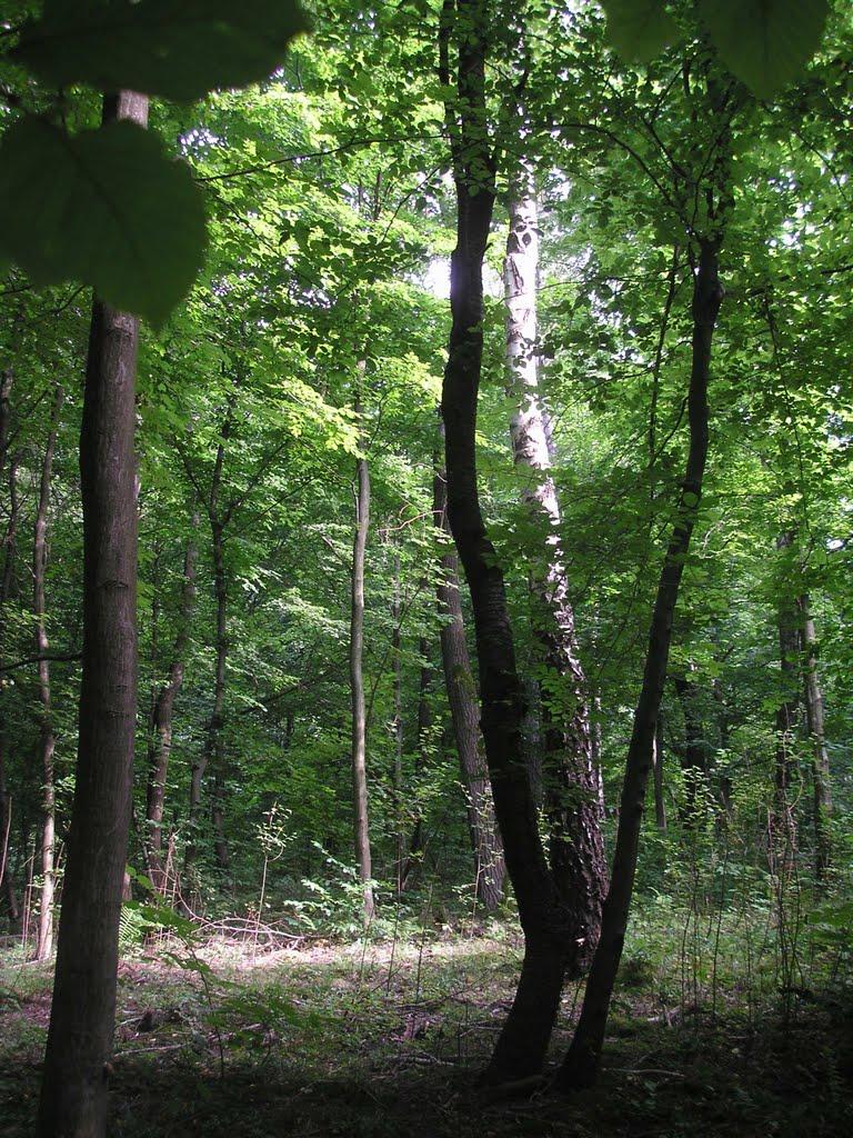 Княже з panoramio.com - Княже