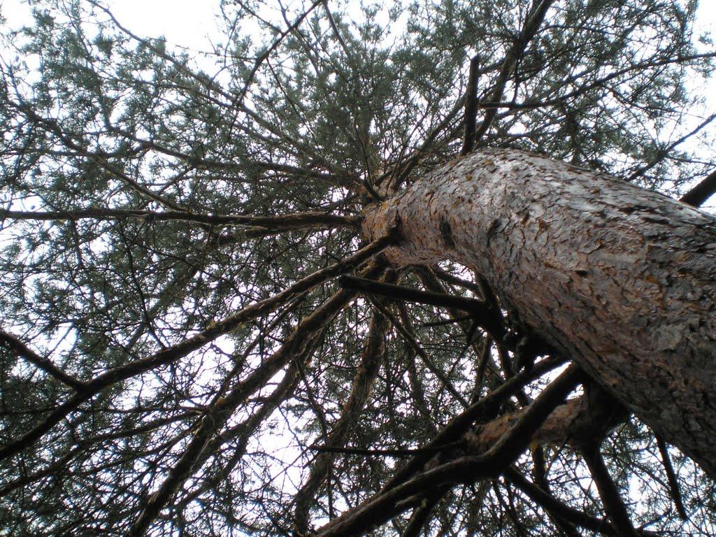 Махаринці з panoramio.com - Махаринцы