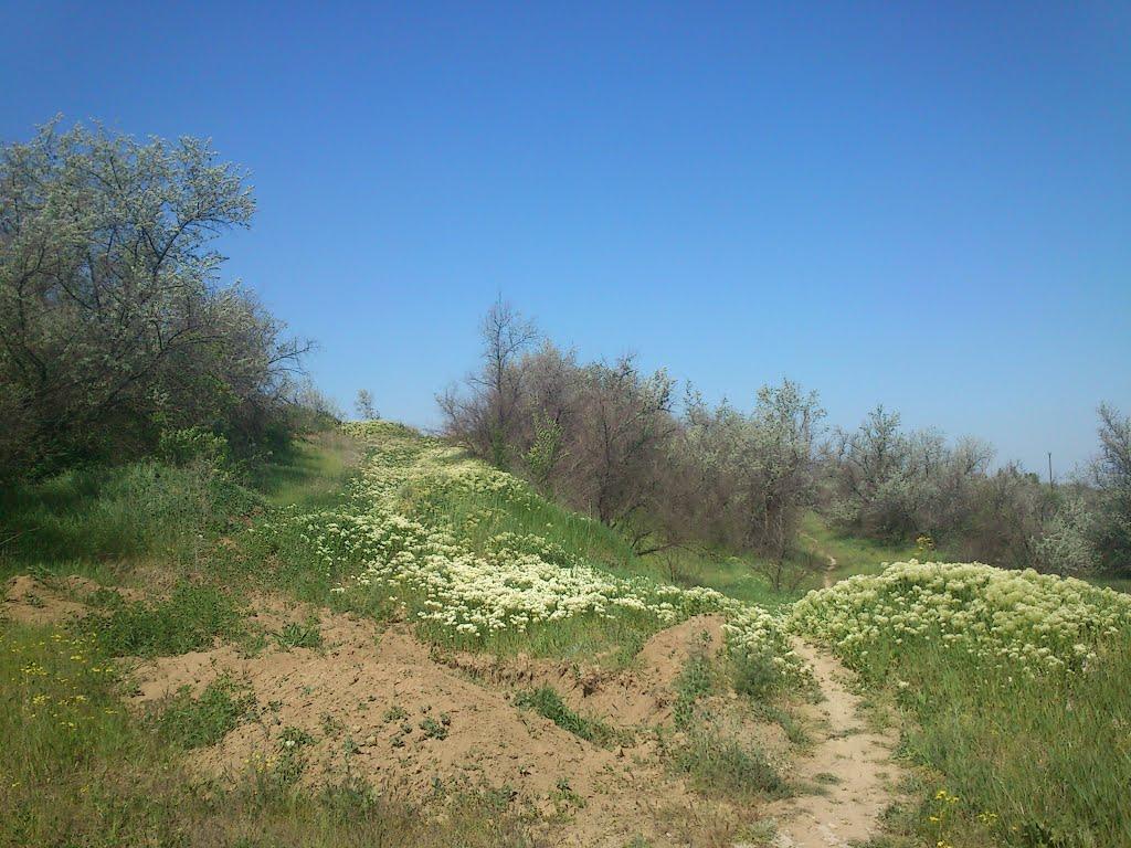 Орджонікідзе з panoramio.com - Орджоникидзе