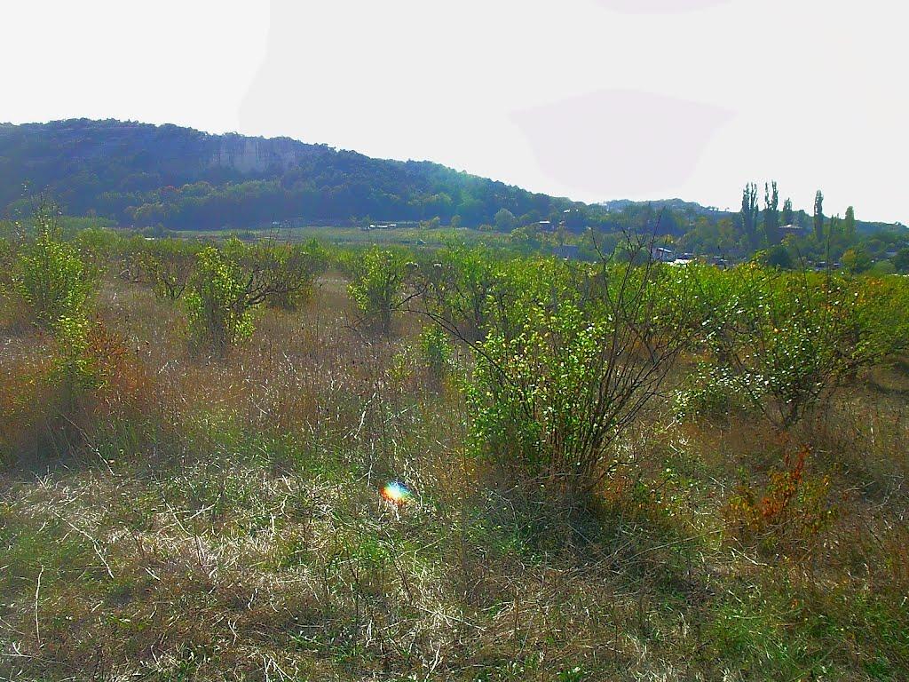Красний Мак з panoramio.com - Красный Мак