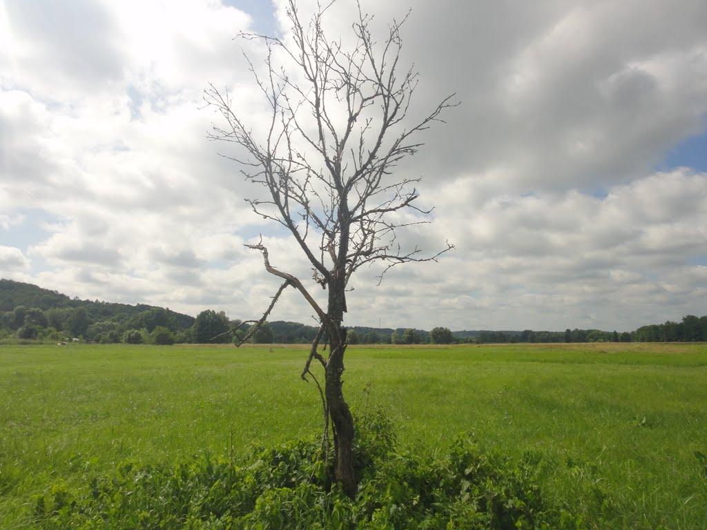 Шишаки з panoramio.com - Шишаки