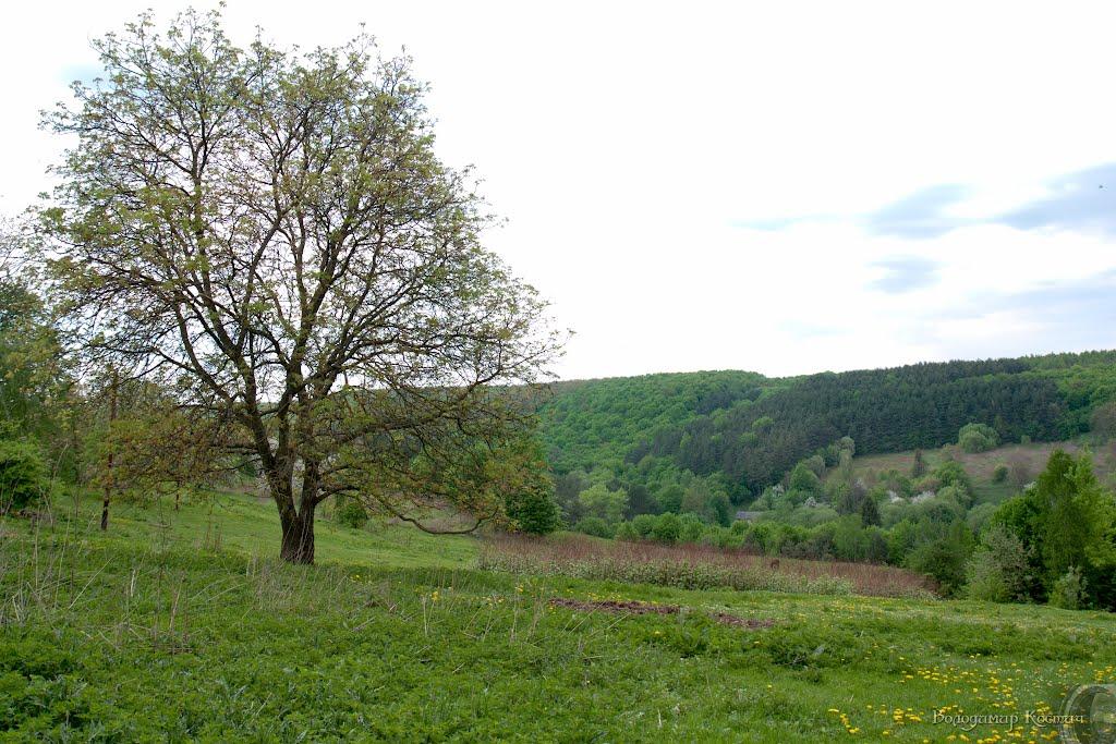 Башківці з panoramio.com - Bashkivtsi