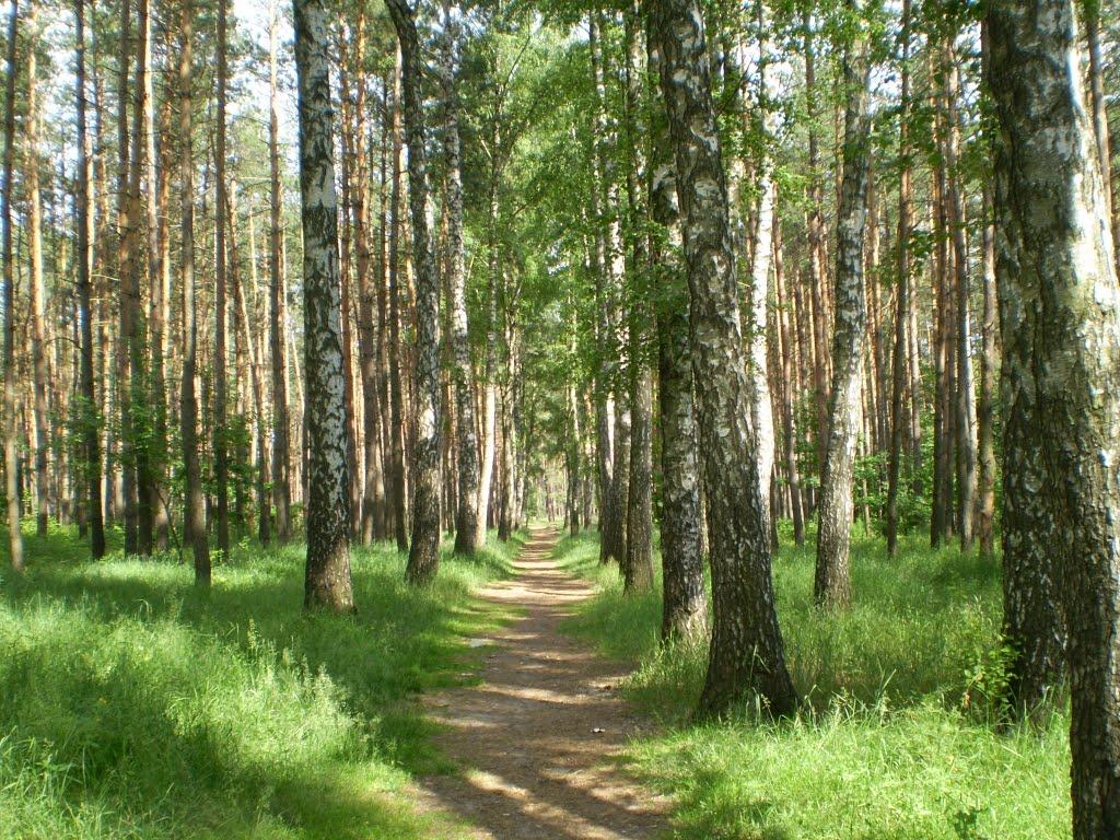 Лебедин з panoramio.com - Лебедин