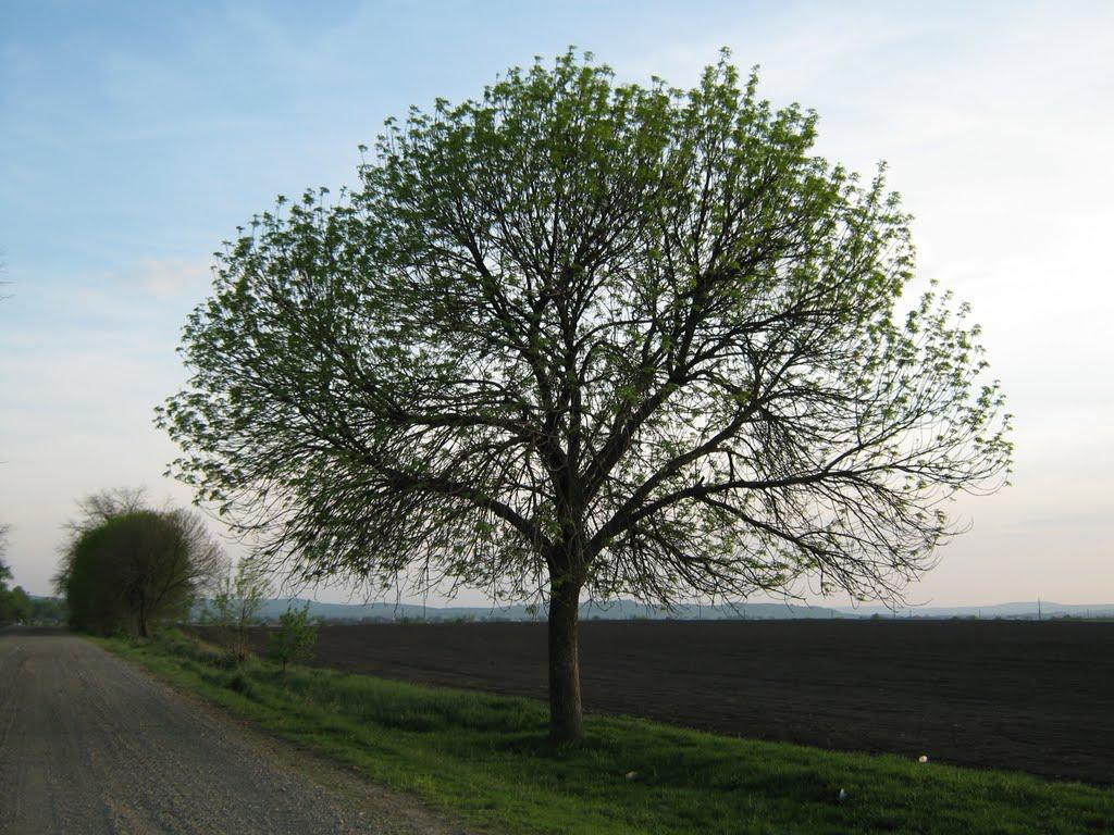 Тарасівці з panoramio.com - Тарасовцы