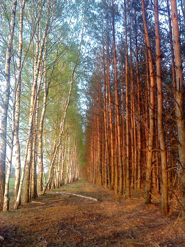 Марочкине з panoramio.com - Марочкино