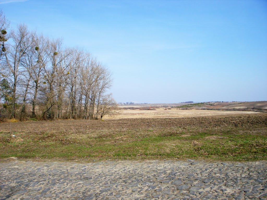 Лебеді з panoramio.com - Лебеді