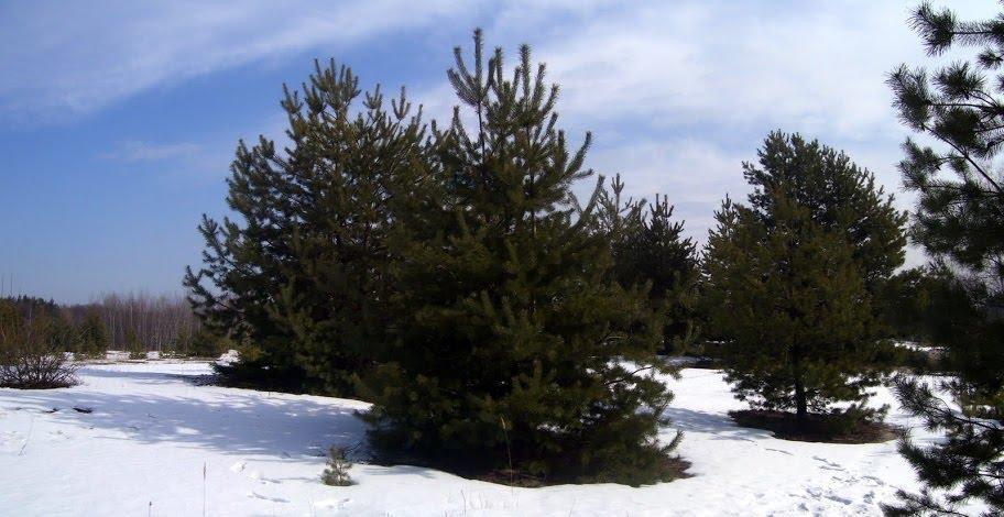 Вільхуватка з panoramio.com - Вільхуватка