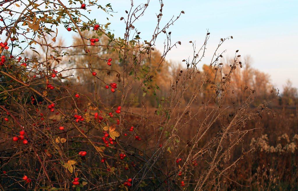 Вилок з panoramio.com - Вилок