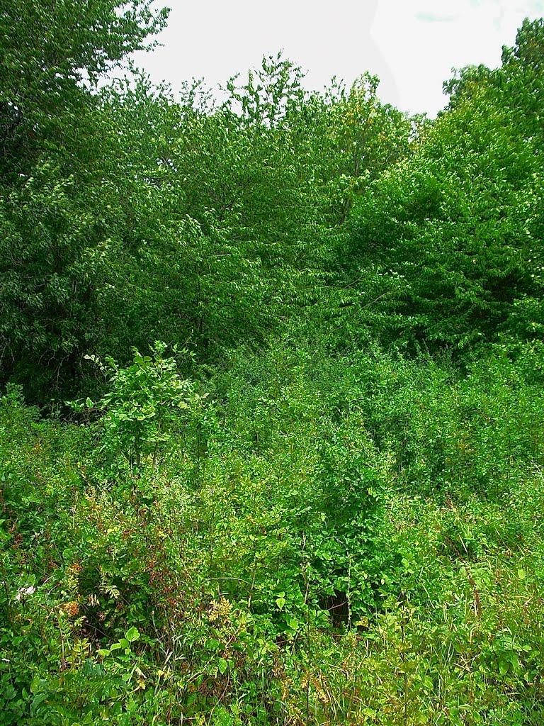 Щасливе з panoramio.com - Счастливое